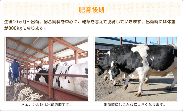 【肥育後期】生後10ヵ月～出荷。配合飼料を中心に、乾草を与えて肥育していきます。出荷時には体重が800kgになります。